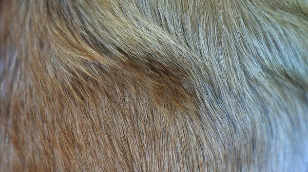 Cabelo Cão Vermelho Como Uma Textura Fundo Cão Selvagem Dingo — Fotografia de Stock