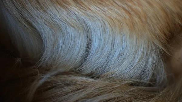 Cabelo Cão Vermelho Como Uma Textura Fundo Cão Selvagem Dingo — Fotografia de Stock