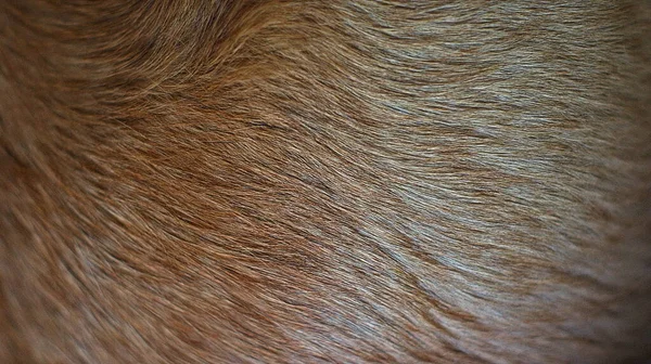 Cabelo Cão Vermelho Como Uma Textura Fundo Cão Selvagem Dingo — Fotografia de Stock