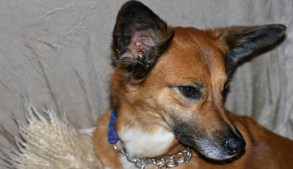 Cão Selvagem Dingo Bocal Vermelho Cão Domado Gentil — Fotografia de Stock