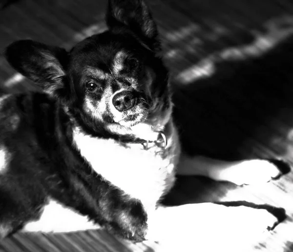 Retrato Blanco Negro Perros Con Ojos Preciosos — Foto de Stock