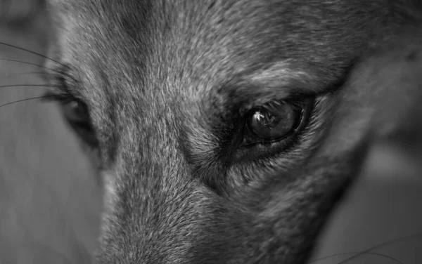 有一双漂亮眼睛的狗的黑白特写 — 图库照片