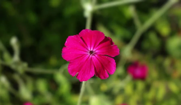 Flores Silvestres Verano Sobre Fondo Hierba Verde Alta Bandera Flores — Foto de Stock