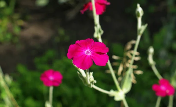 Flores Silvestres Verano Sobre Fondo Hierba Verde Alta Bandera Flores —  Fotos de Stock