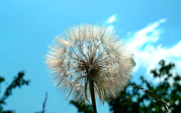 背の高い緑の草 バナーの背景に夏の野草 夏の色とりどりの花々 — ストック写真