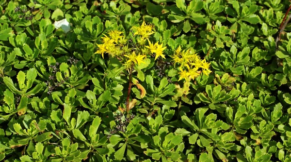 背の高い緑の草 バナーの背景に夏の野草 夏の色とりどりの花々 — ストック写真