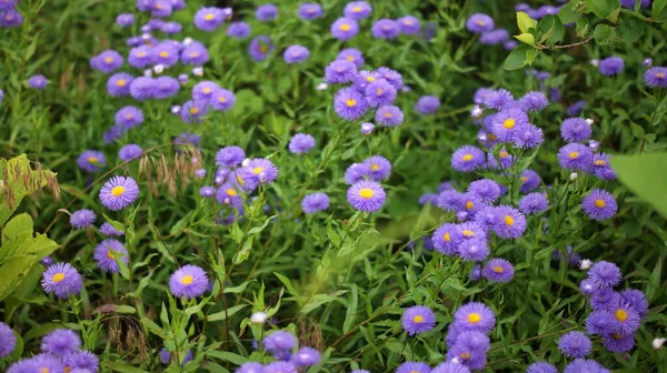 Summer wildflowers on a background of tall green grass, banner. Colorful flowers in summer