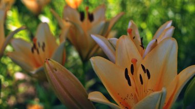 Tomurcuklu güzel sarı zambaklar, yeşil yapraklı arka planda