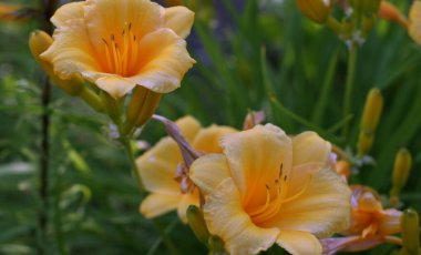 Tomurcuklu güzel sarı zambaklar, yeşil yapraklı arka planda