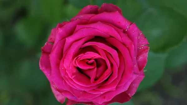 Hermoso Jardín Rosas Multicolor Verano Rosas Aisladas — Foto de Stock