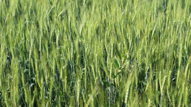 Buğday tarlası ve güneşli mavi gökyüzü. Yeşil, henüz olgunlaşmamış kulaklar
