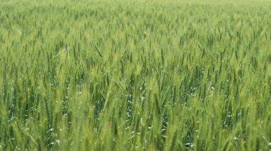 Buğday tarlası ve güneşli mavi gökyüzü. Yeşil, henüz olgunlaşmamış kulaklar