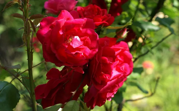 Hermoso Jardín Rosas Multicolor Verano Rosas Aisladas — Foto de Stock