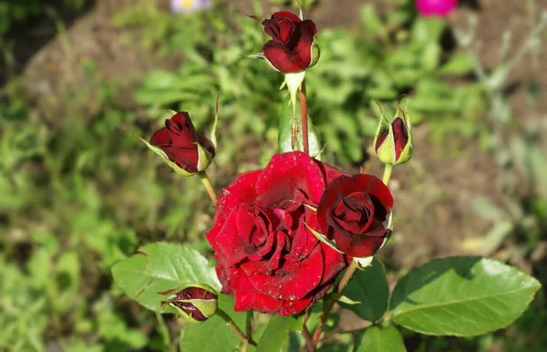 Hermoso Jardín Rosas Multicolor Verano Rosas Aisladas — Foto de Stock