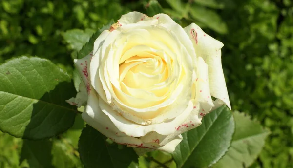 Όμορφη Πολύχρωμος Κήπος Τριαντάφυλλο Καλοκαίρι Και Απομονωμένα Τριαντάφυλλα — Φωτογραφία Αρχείου