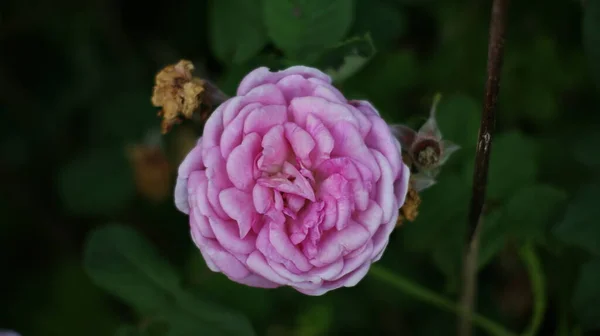 Hermoso Jardín Rosas Multicolor Verano Rosas Aisladas — Foto de Stock