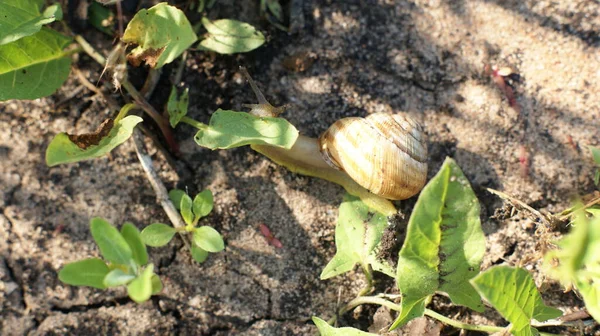 Invasión Caracoles Jardín Bajo Sol Entre Follaje —  Fotos de Stock