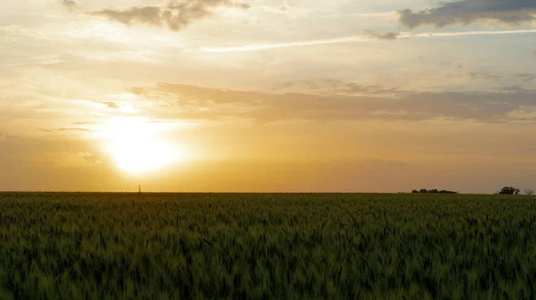 Pšeničné Pole Modrá Obloha Sluncem Zelené Ještě Nezralé Uši — Stock fotografie