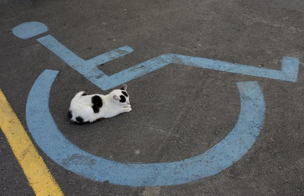 Rullstol handikapp tecken och sovande katt — Stockfoto