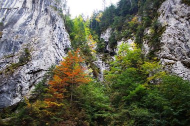 kayaların üzerinde ağaçlar