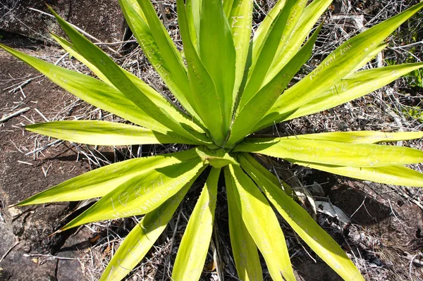 Aloe Vera nas Seychelles com rochas — Fotografia de Stock