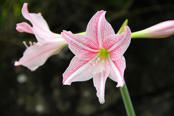 Amaryllis bloom in Seychelles — Stock Photo, Image