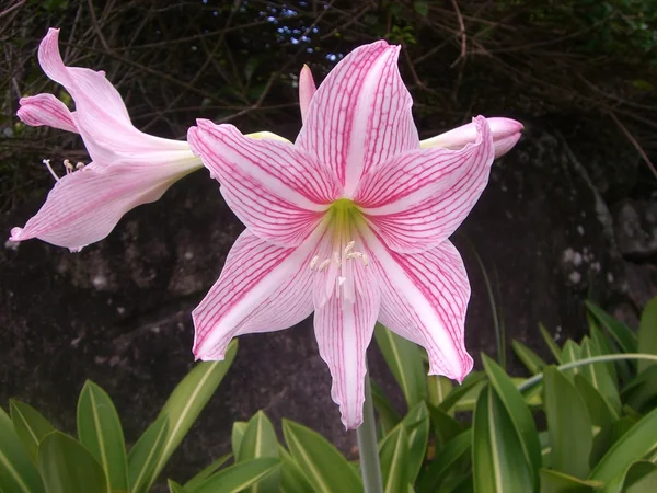 Amaryllis bloom in Seychelles — Stock Photo, Image