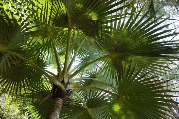 Canopée de palmier vert sous les tropiques — Photo