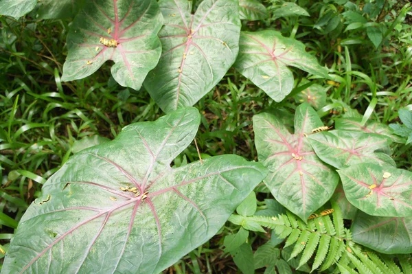 Taze yeşil yaprakları kırmızı damarlar ile — Stok fotoğraf