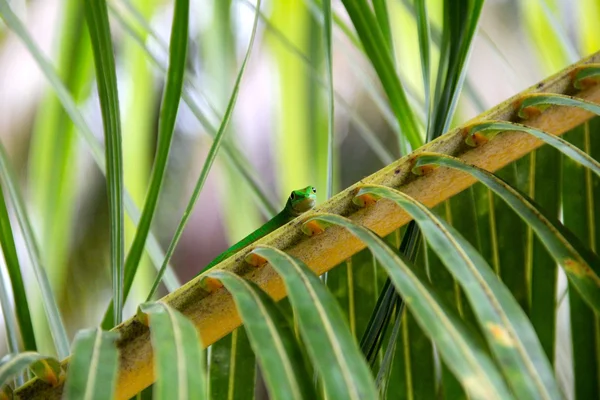 Gecko vert semble naturel à partir d'une feuille de palmier — Photo