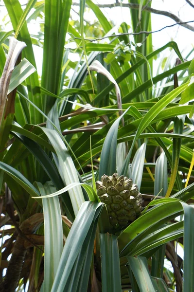 Ananas aux Seychelles encore vert — Photo