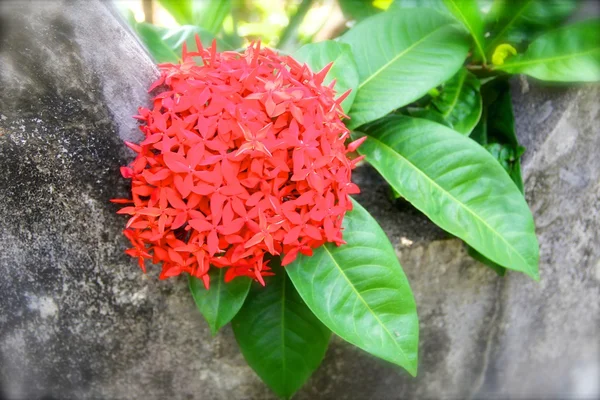 Red Ixora flowers — Stock Photo, Image