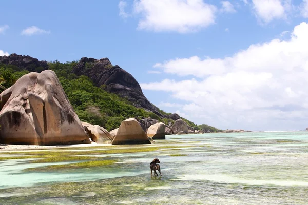 Seychellerna dream beach med Doc — Stockfoto
