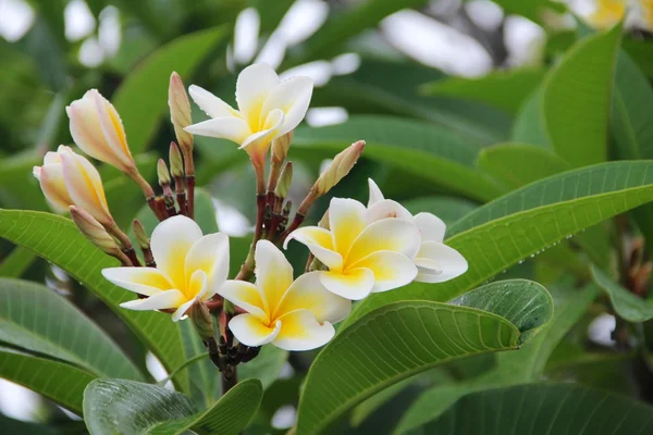 Seychellen blühen weiß-gelb mit grünem Hintergrund — Stockfoto