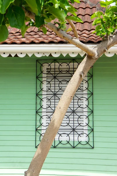 Arbre devant fenêtre barrée — Photo