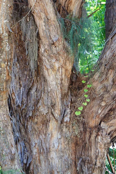 Corteza de árbol con hiedra en primer plano — Foto de Stock