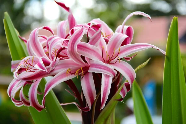 Tropische Blume mit verflochtenen Blättern — Stockfoto