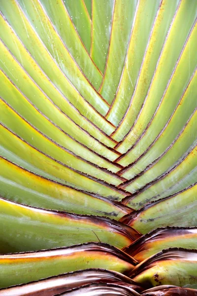 Feuille de palmier tropicale en gros plan — Photo