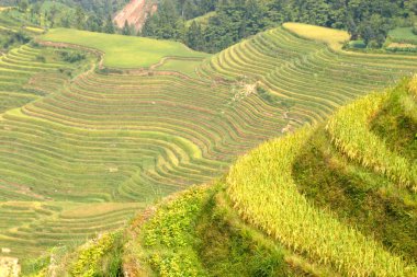 Kuzey Vietnam teraslı pirinç