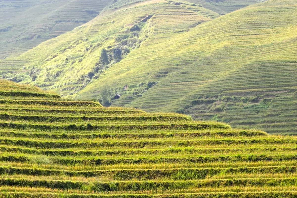 Orez terasat în Vietnamul de Nord — Fotografie, imagine de stoc