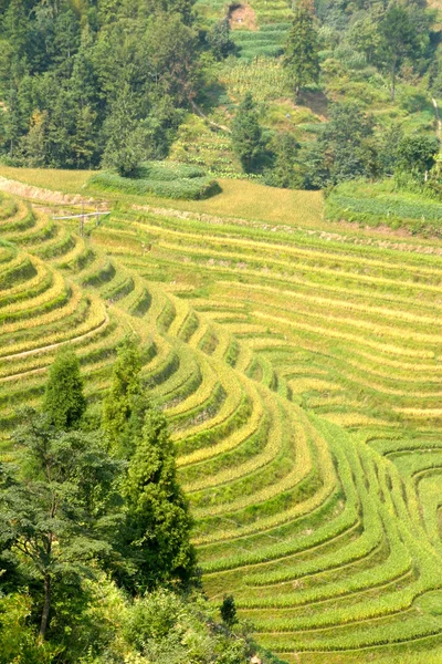 Orez terasat în Vietnamul de Nord — Fotografie, imagine de stoc