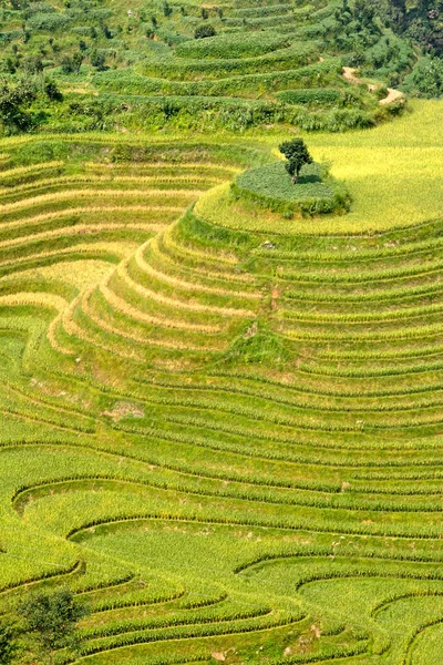 Orez terasat în Vietnamul de Nord — Fotografie, imagine de stoc