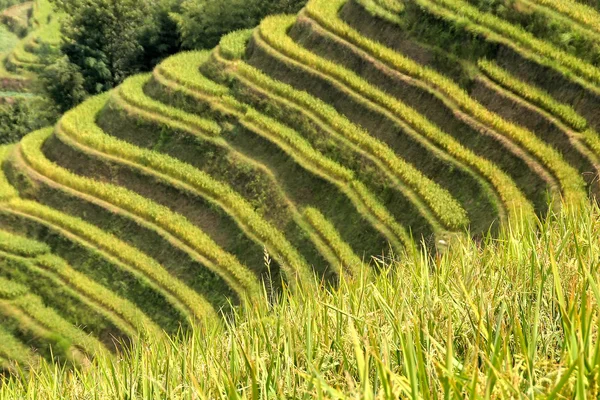 Orez terasat în Vietnamul de Nord — Fotografie, imagine de stoc