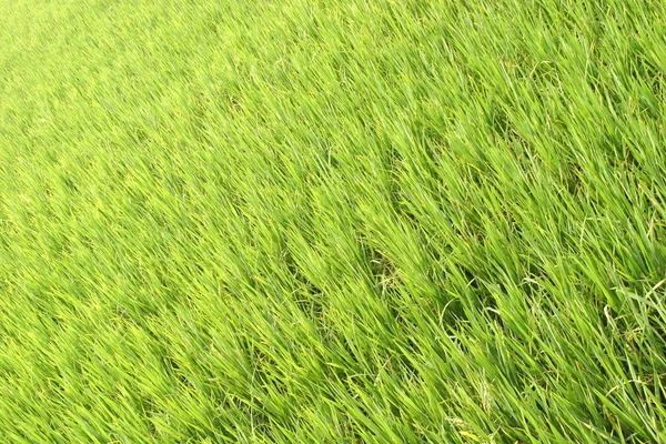 Green Paddy Field — Stock Photo, Image