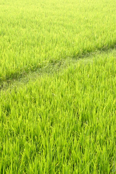 Green paddy field — Stock Photo, Image