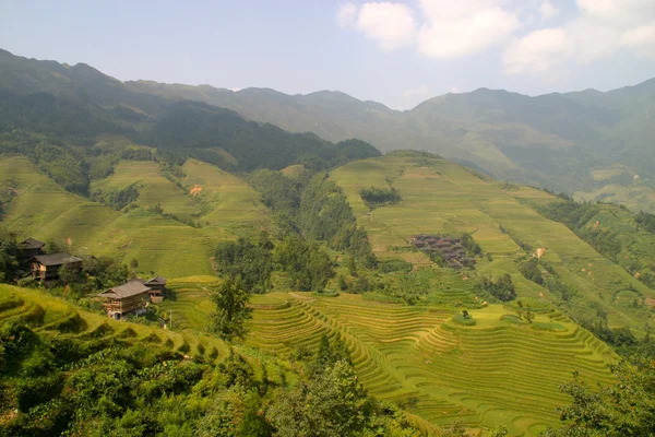 Arroz en terrazas en Vietnam del Norte —  Fotos de Stock