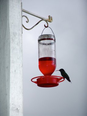 Colibri kuş Jamaika küçük