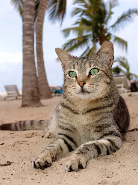 cat laying on the beach with palms