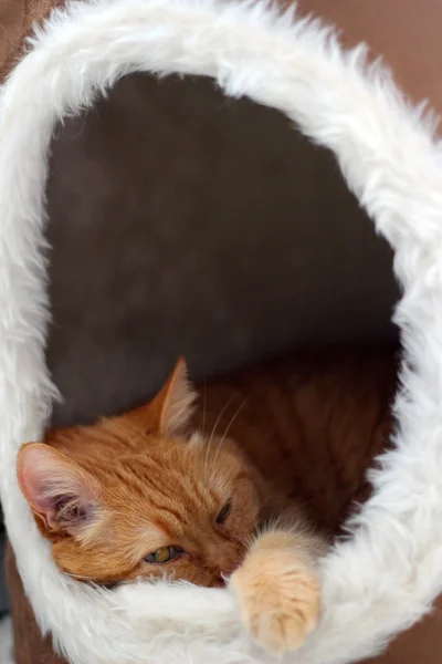 Gato vermelho dormindo em uma caixa inteira — Fotografia de Stock
