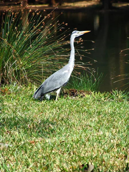 Petite aigrette sur roseaux — Photo